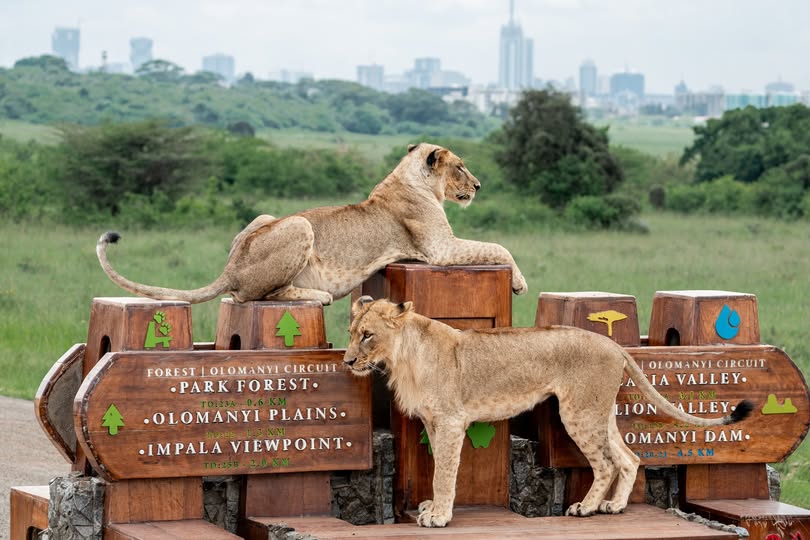 Nairobi National Park