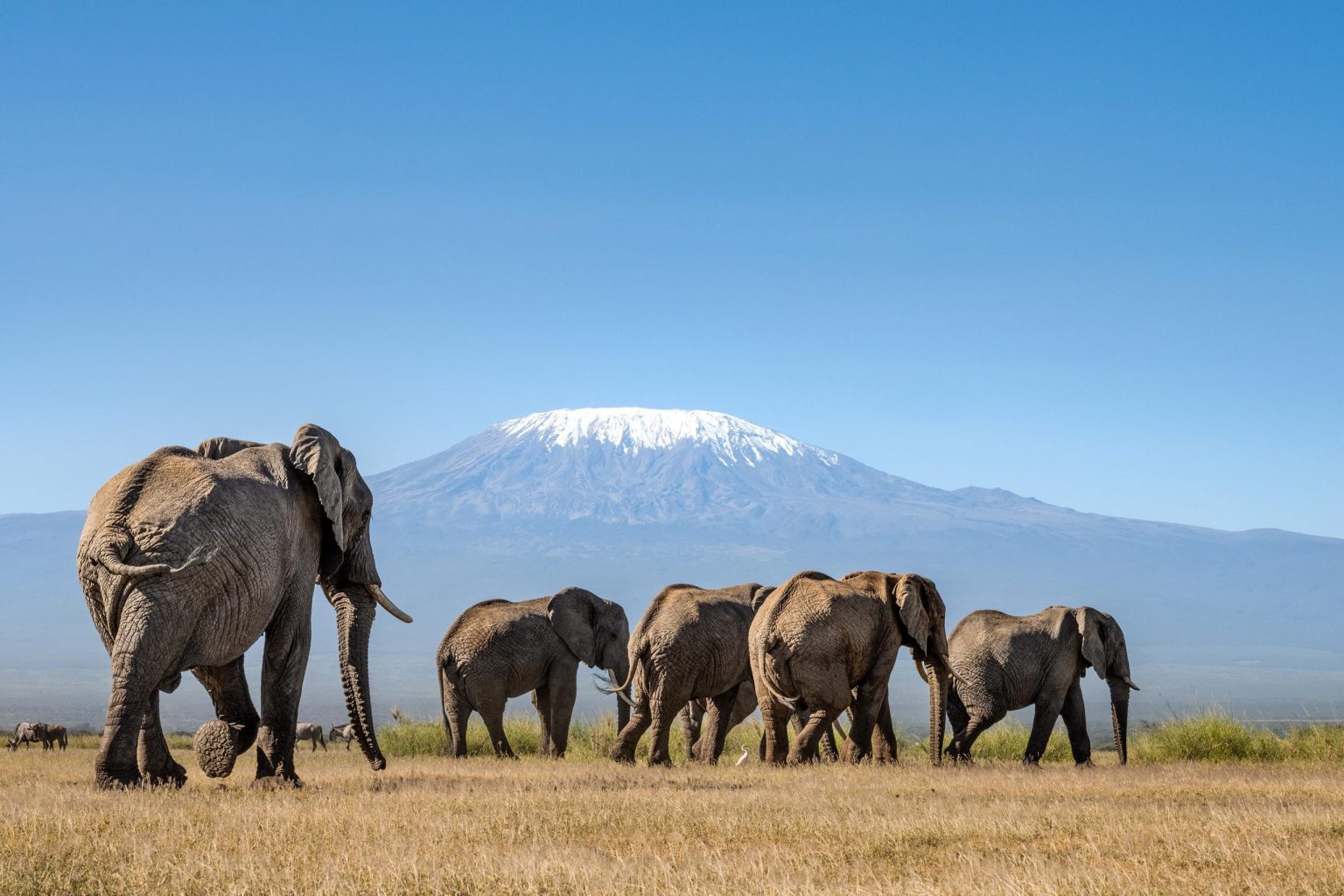 Amboseli Safari