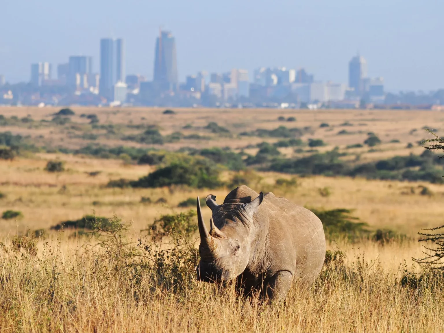 Nairobi Park Landscape